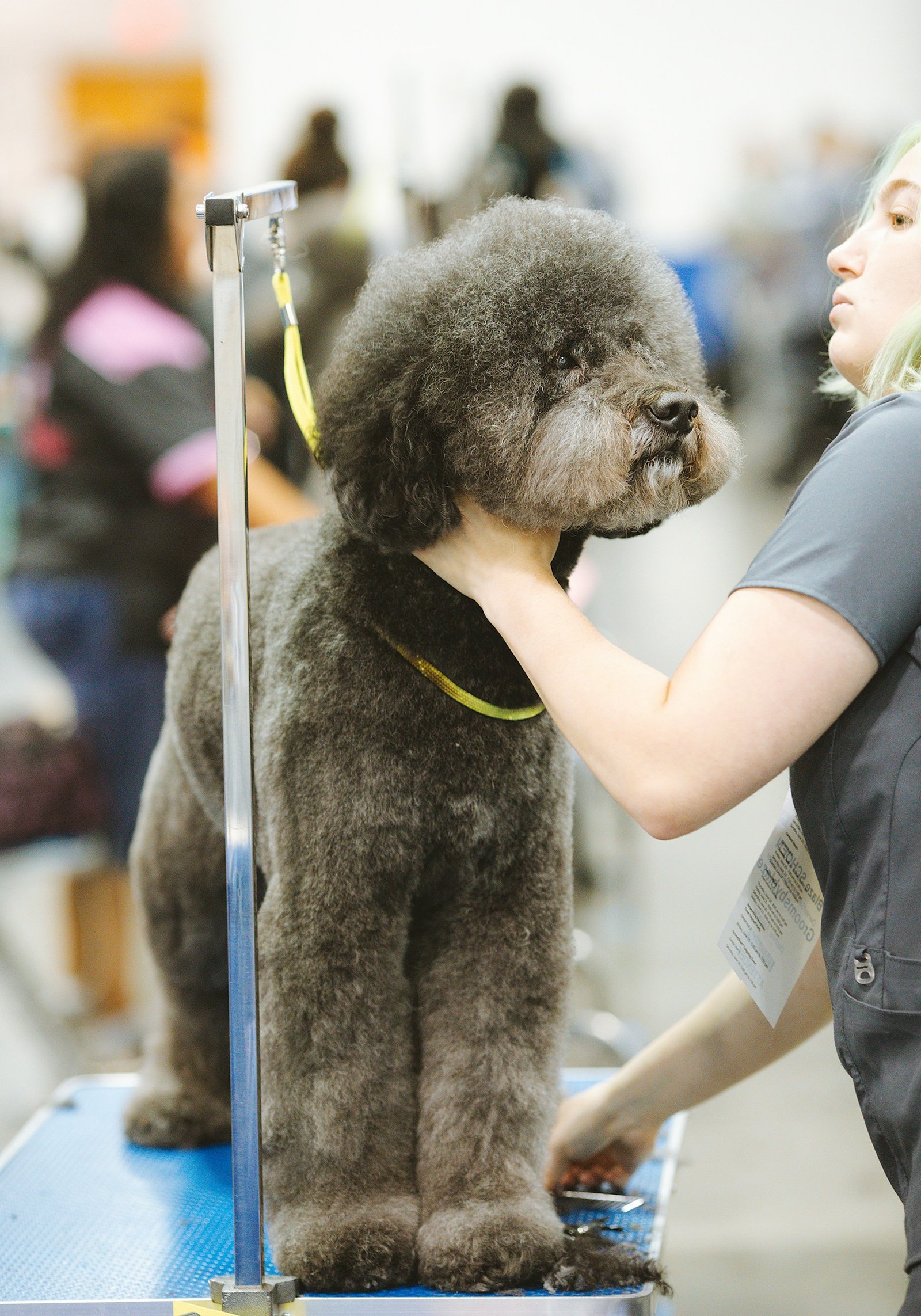 A poodle or doodle being groomed at the dogy den grooming shop in sandy utah.