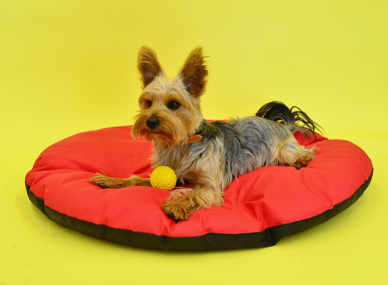 Yorkshire terrier relaxing on red pet bed