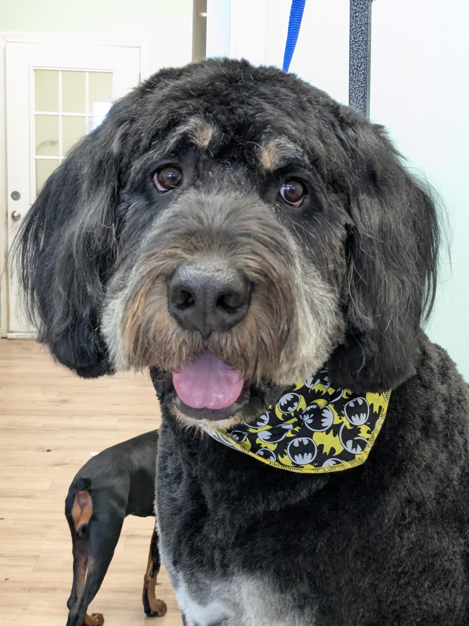 A large black and tan Goldendoodle wearing a Batman-themed bandana after a professional haircut at The Doggy Den.