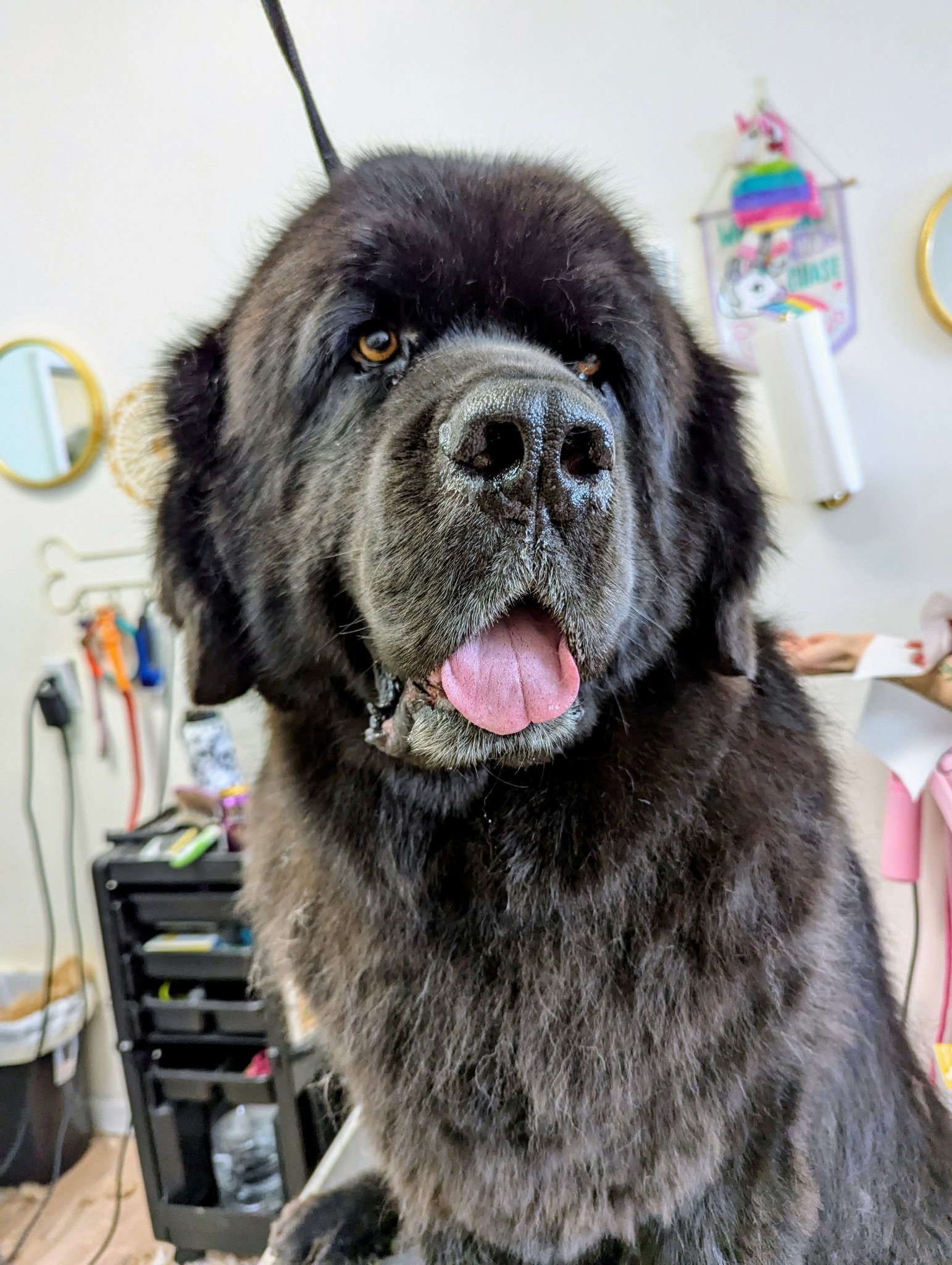 A large, fluffy black Newfoundland dog receiving professional grooming services at The Doggy Den in Sandy, Utah.