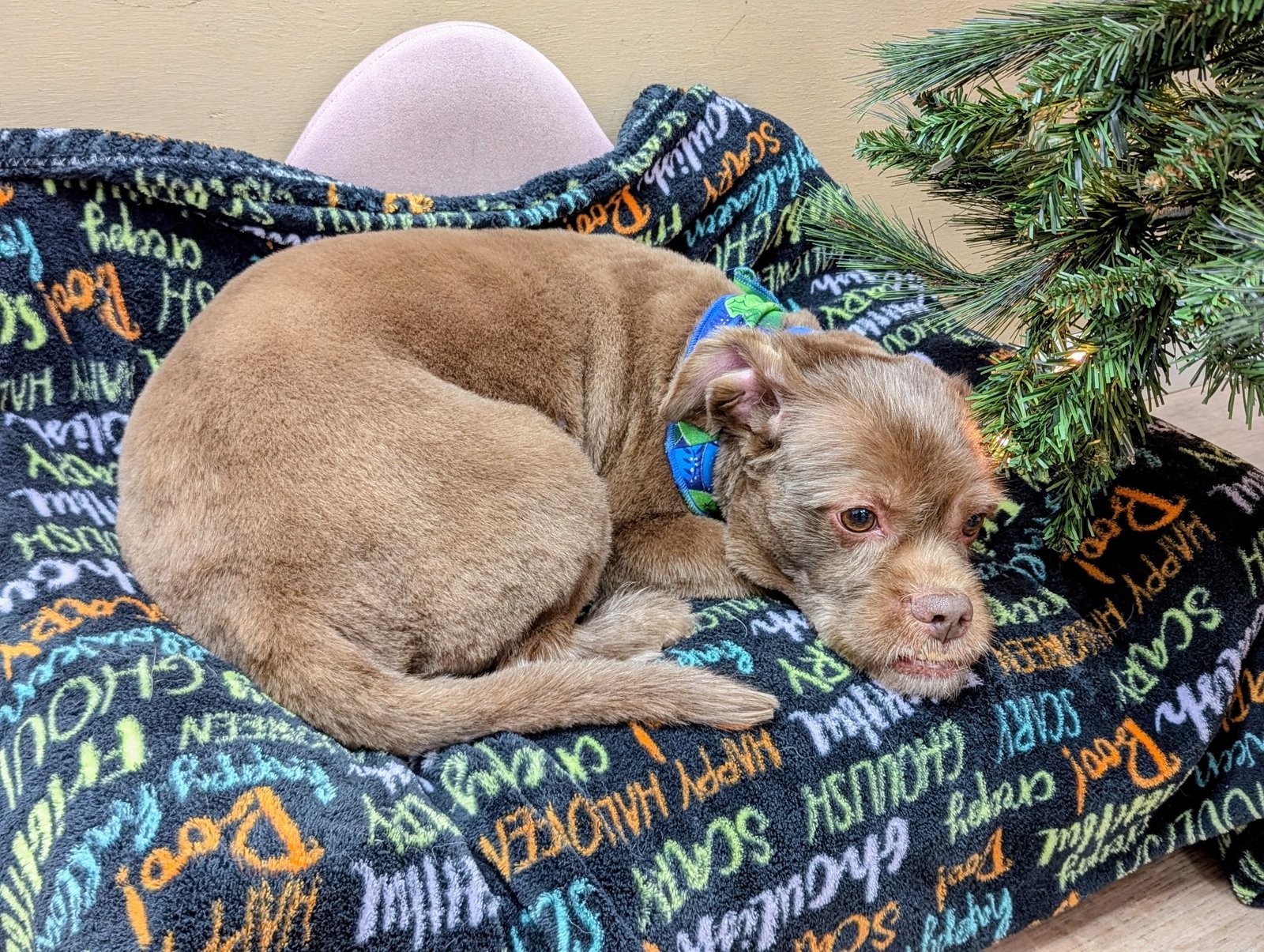 A small brown dog curled up on a festive "spooky" Halloween-themed fleece blanket during a boarding stay at The Doggy Den.