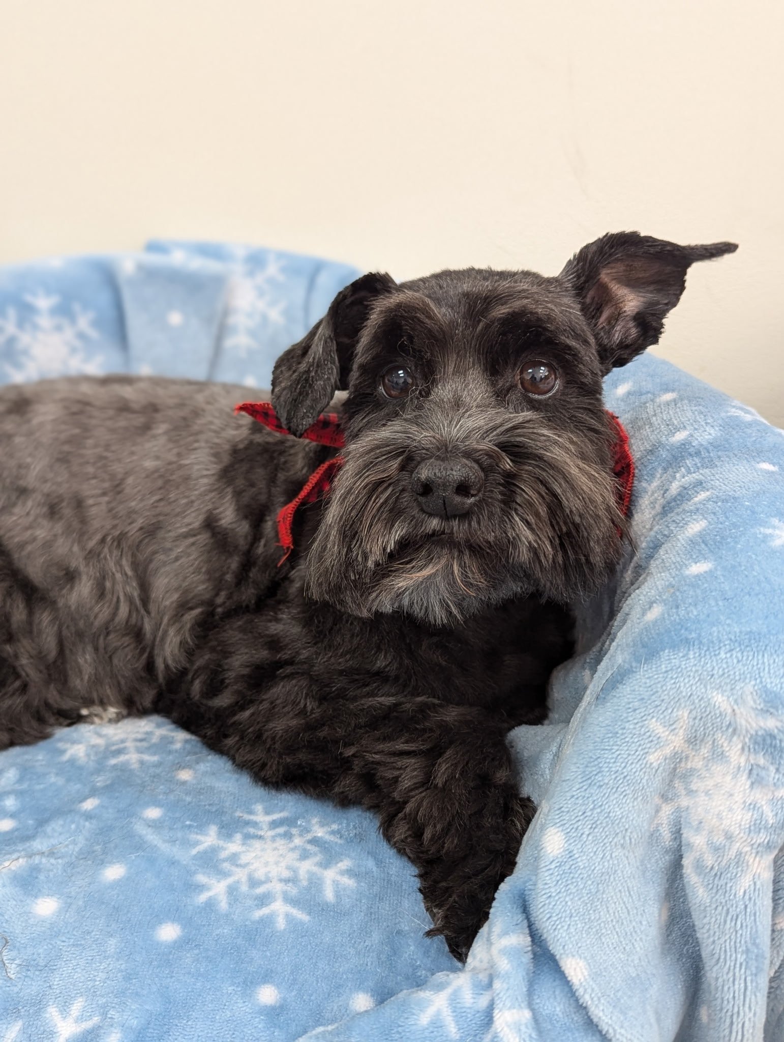 A small black Schnauzer wearing a red bandana resting in a blue snowflake-patterned dog bed at The Doggy Den boarding facility.