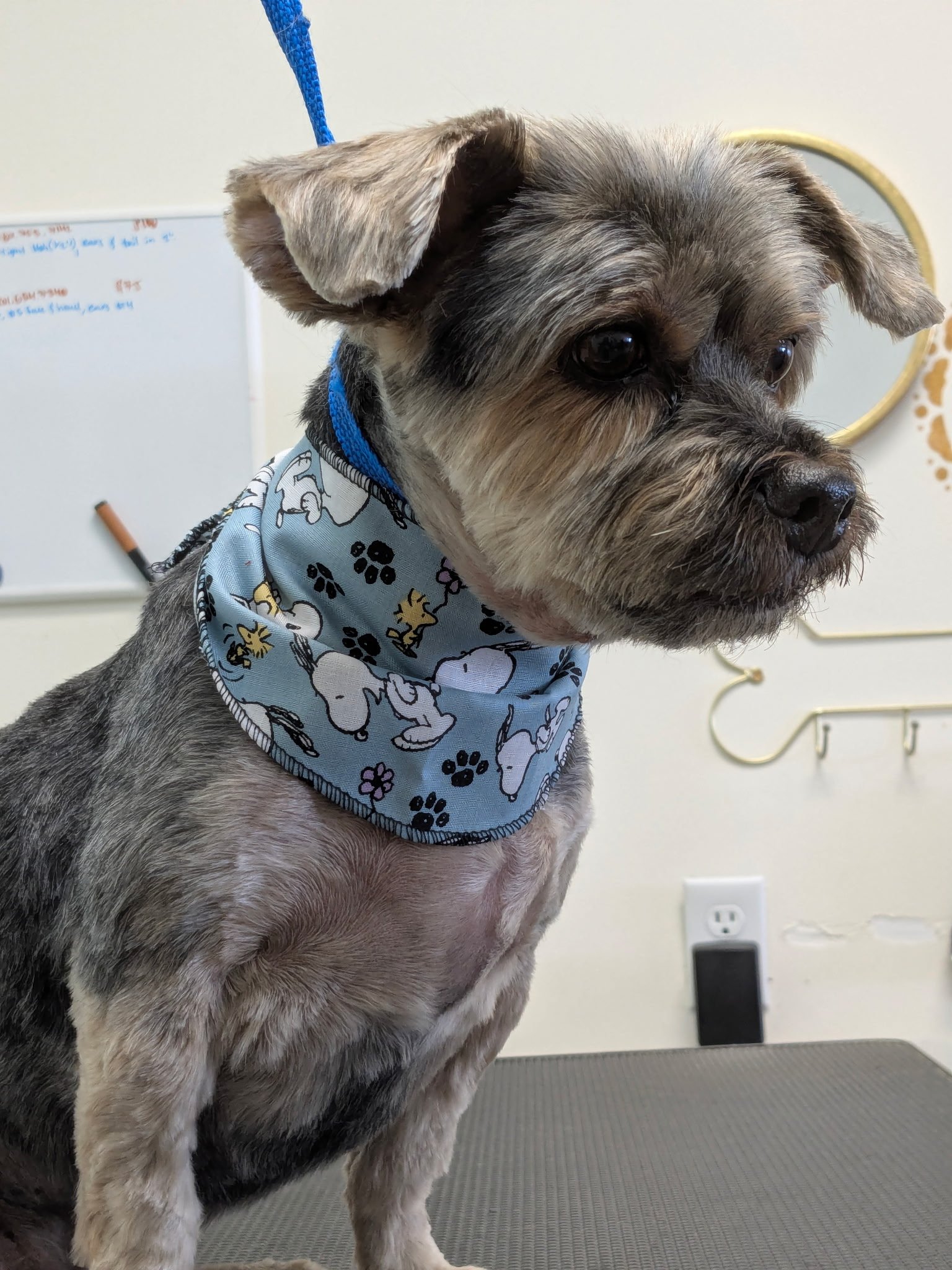 A small, freshly groomed grey and tan dog wearing a light blue Snoopy-themed bandana at The Doggy Den.