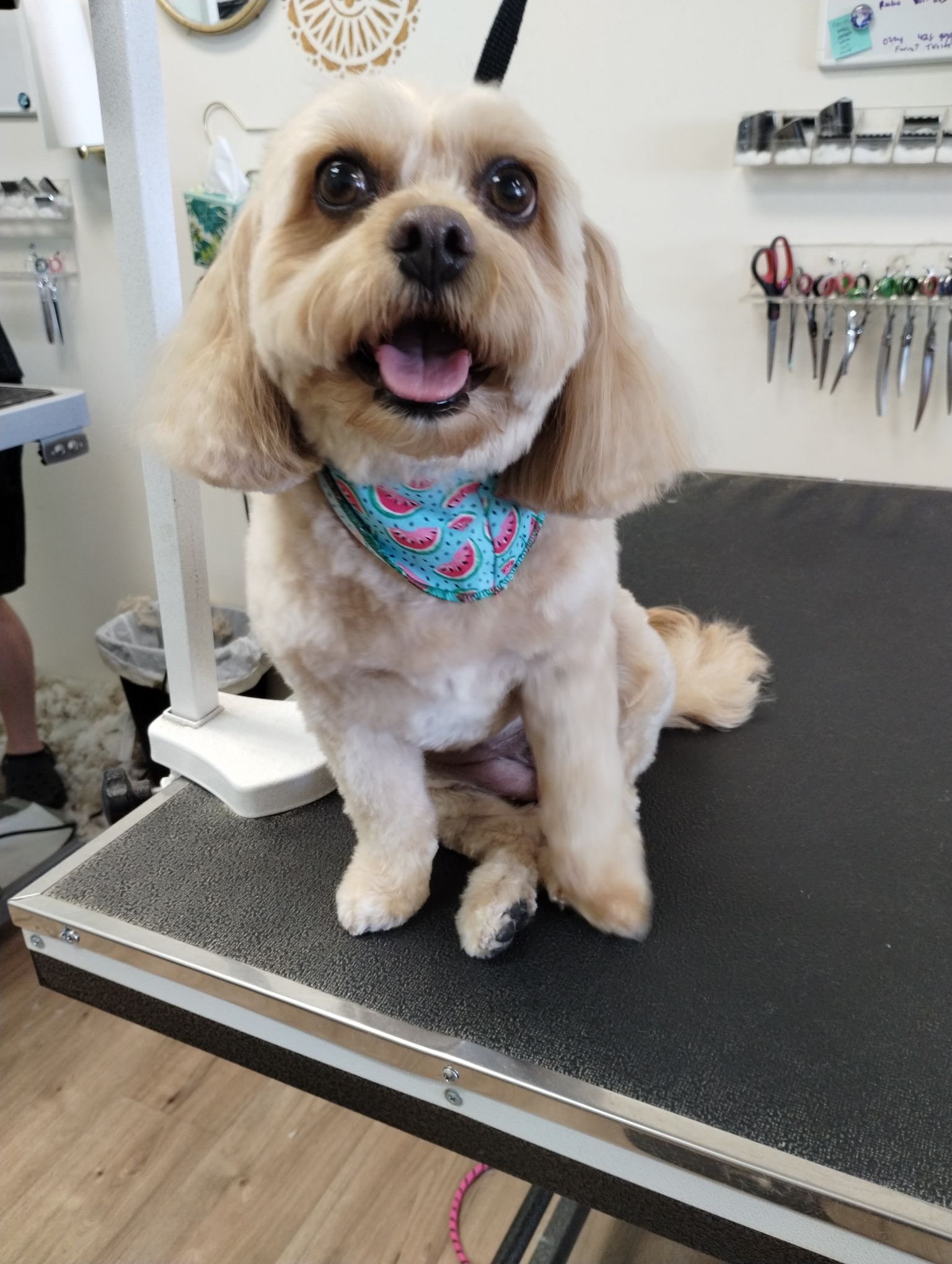 A happy, small cream-colored dog smiling for the camera after a professional haircut, wearing a bright watermelon-themed bandana.