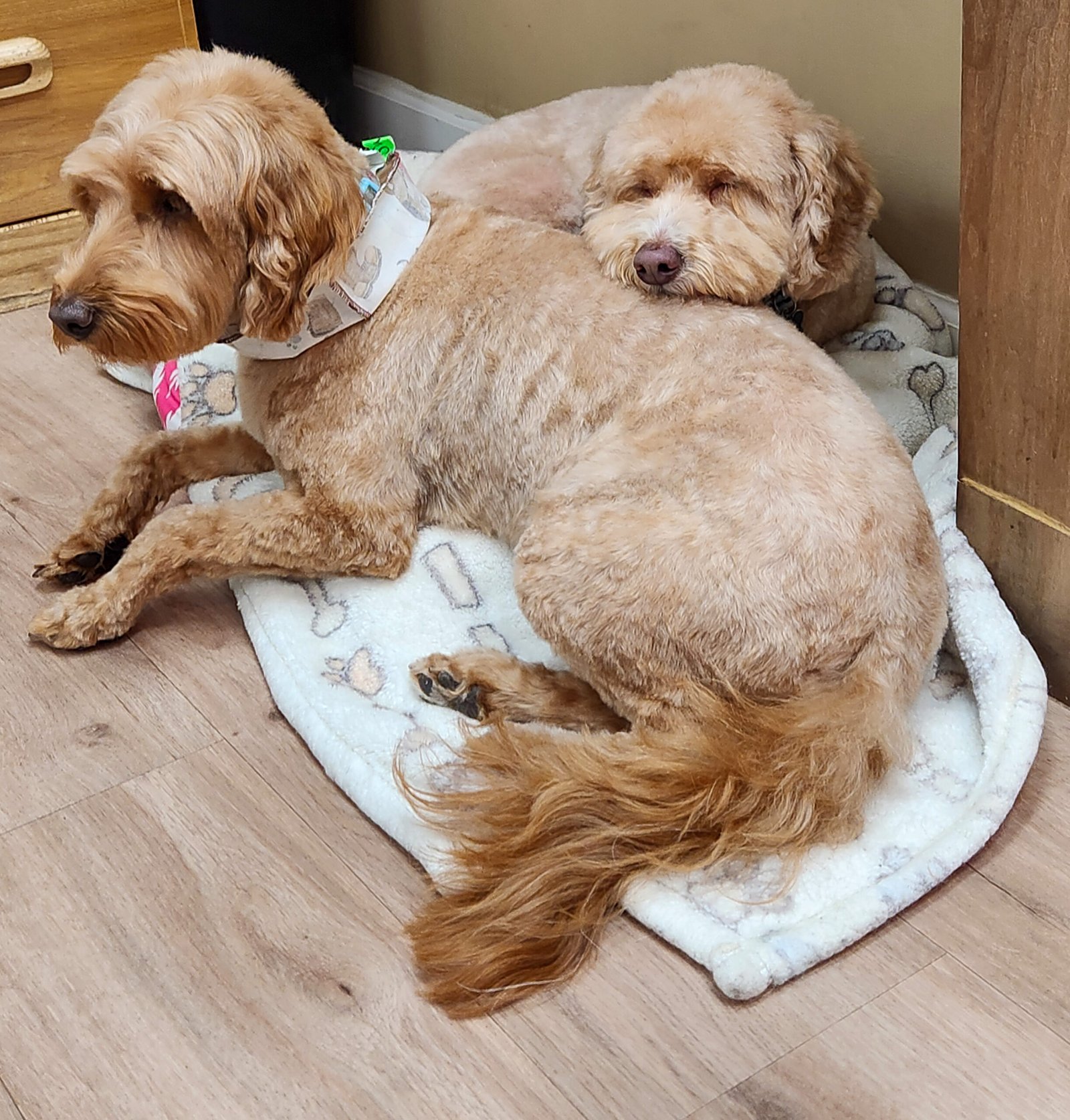 dog-pet-sitters-the-doggy-den-doodles-sleeping-sandy-utah - the doggy den