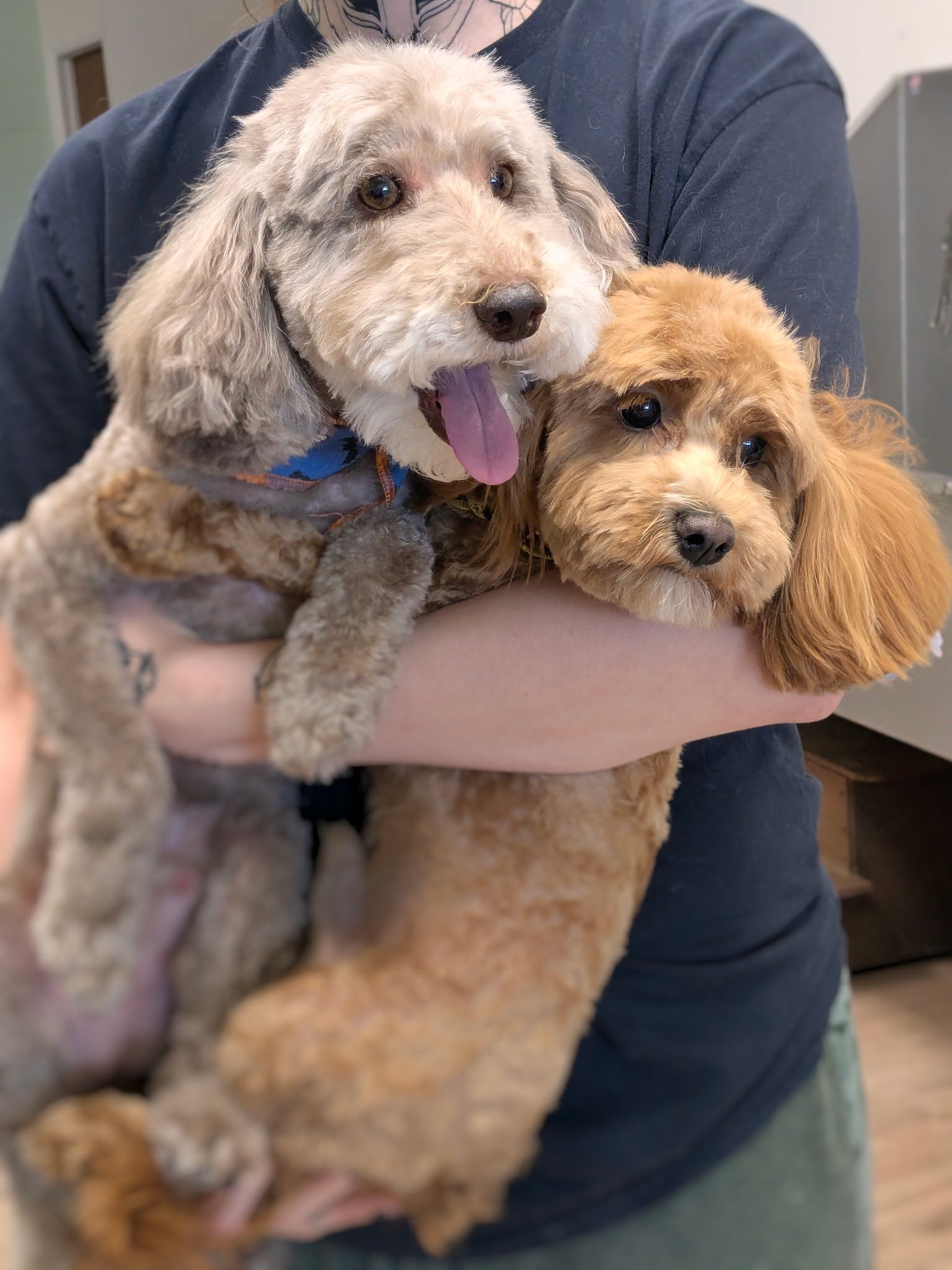 freshly-groomed-goldendoodles-the-doggy-den - the doggy den Two happy, fluffy doodle-mix dogs being held after a grooming session at The Doggy Den in Sandy, Utah.