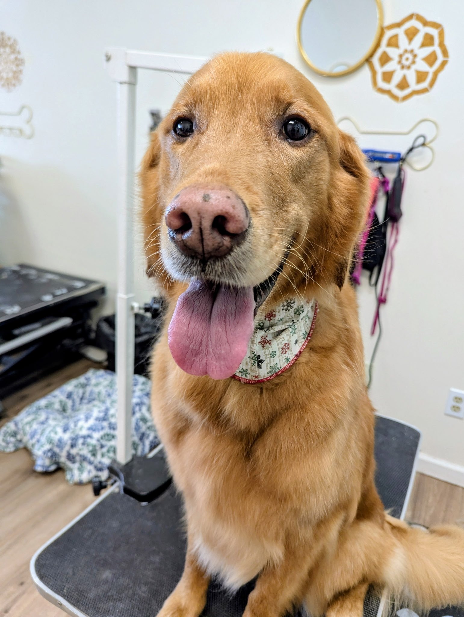 A happy Golden Retriever smiling after a grooming session, wearing a festive snowflake-patterned bandana