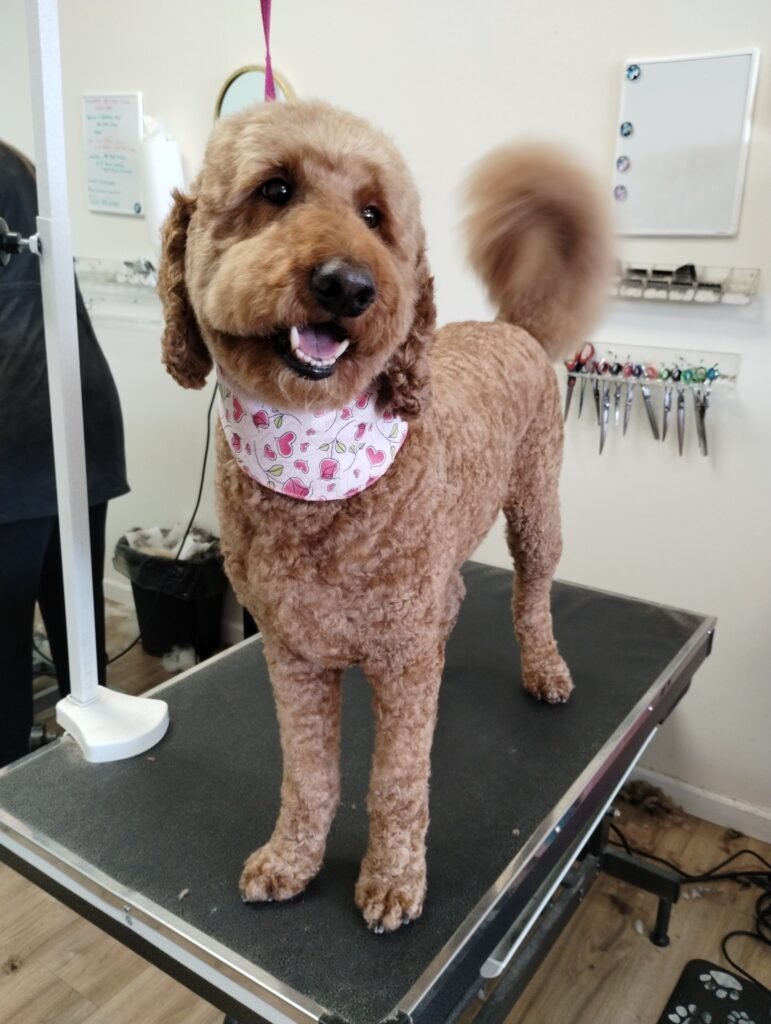 A freshly groomed apricot Goldendoodle with a fluffy tail wearing a pink heart-patterned bandana at The Doggy Den in Sandy.