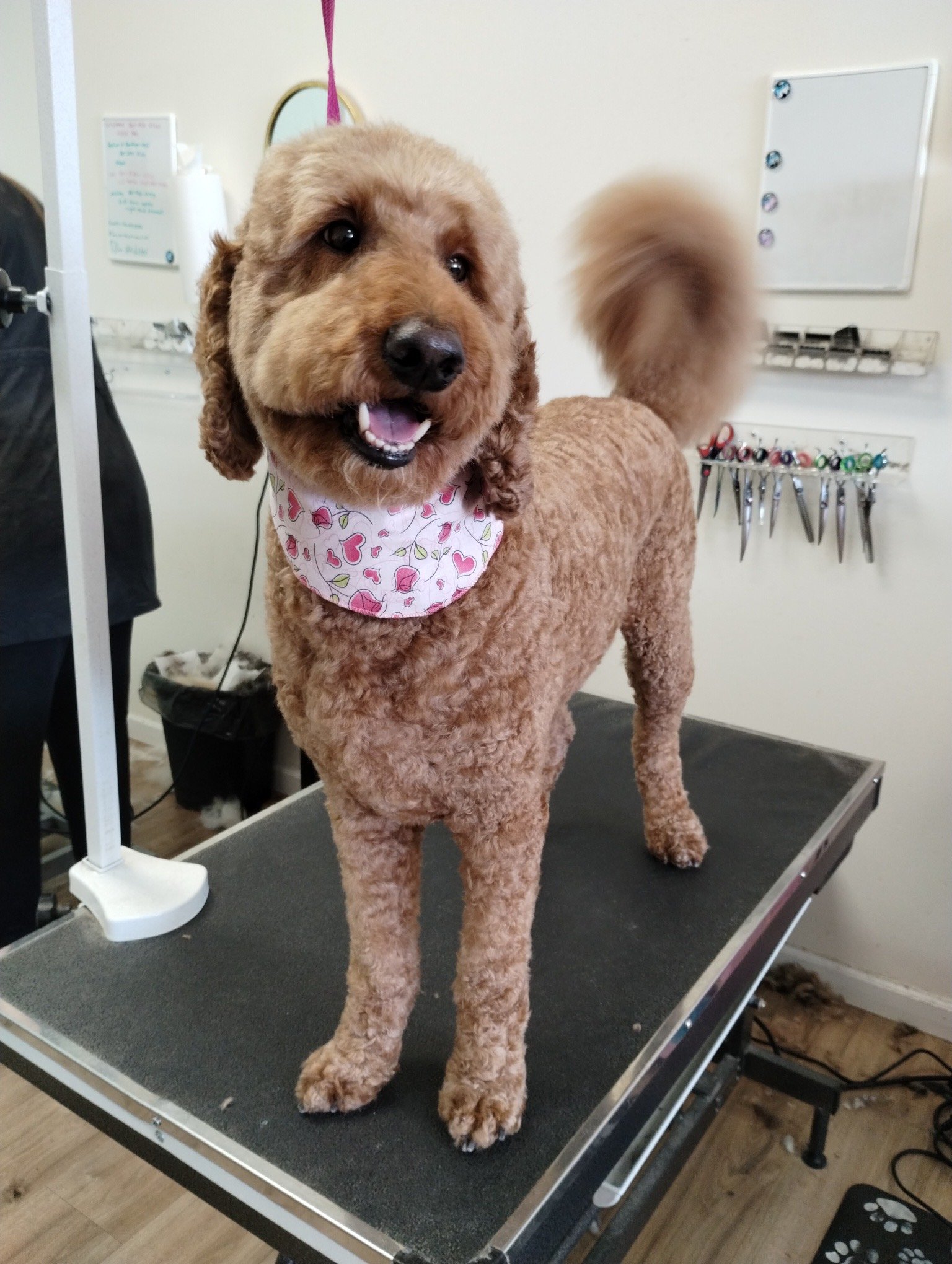 A freshly groomed apricot Goldendoodle with a fluffy tail wearing a pink heart-patterned bandana at The Doggy Den in Sandy.