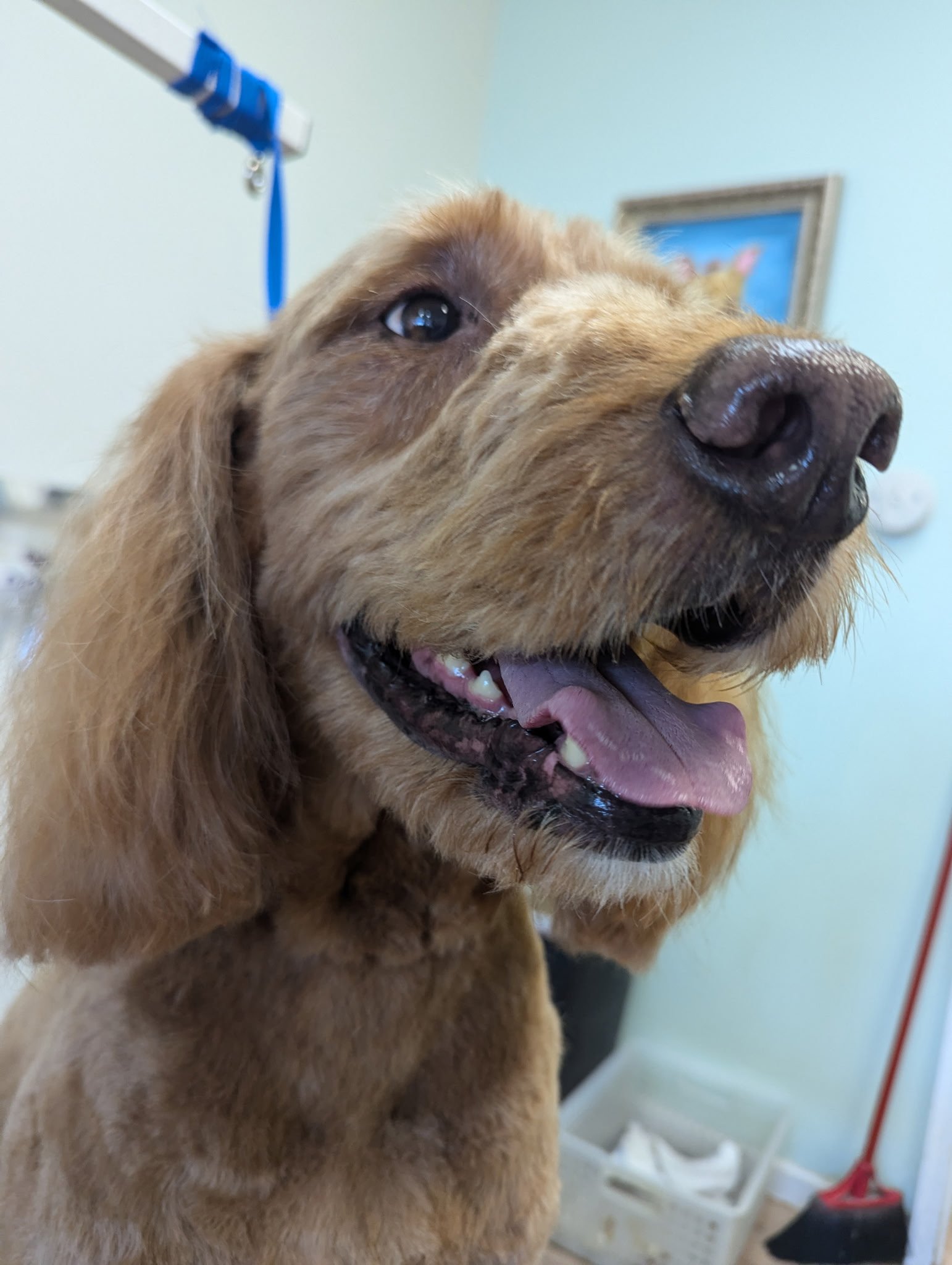 A close-up view of a happy, apricot-colored Goldendoodle after a professional grooming appointment.