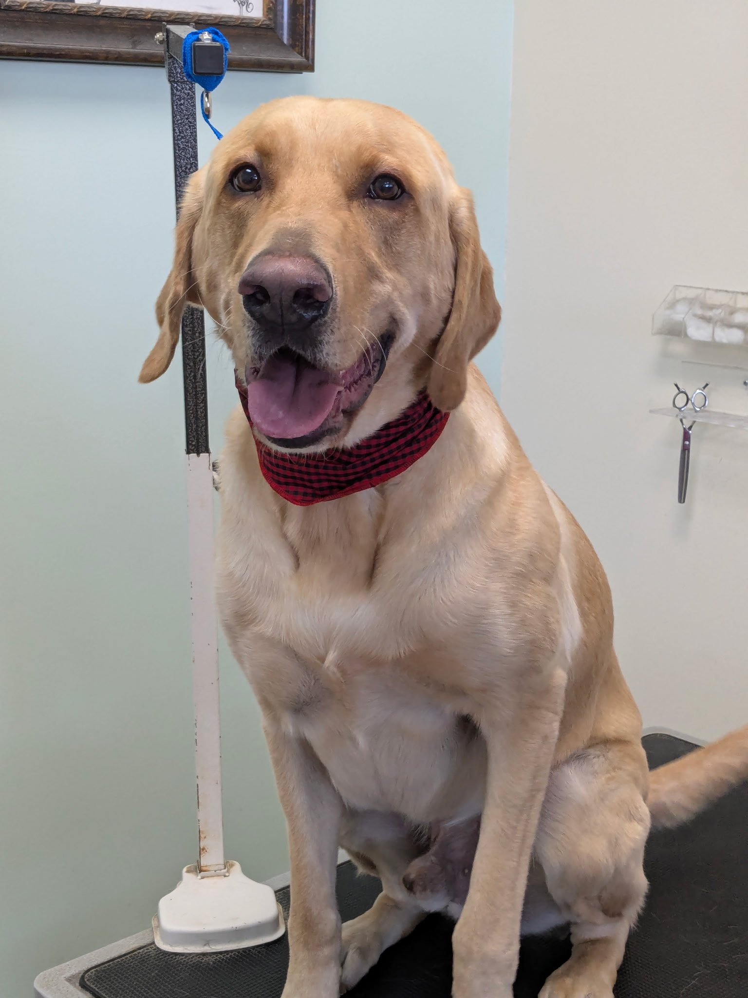 A happy yellow Labrador Retriever wearing a red plaid bandana sitting on a grooming table at The Doggy Den