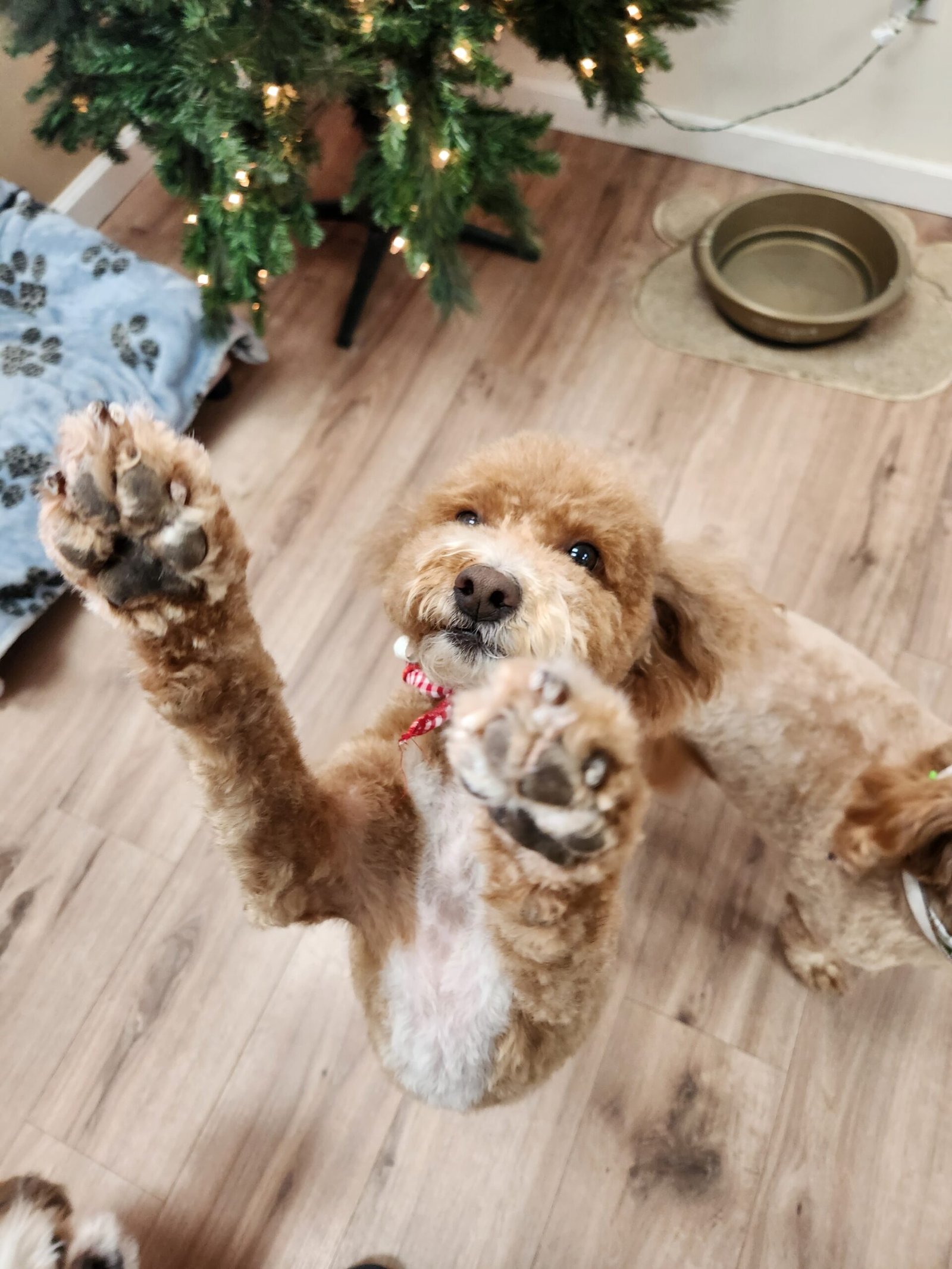 happy doodle at the sandy dog den in utah. The doggy den dog sitter sandy.