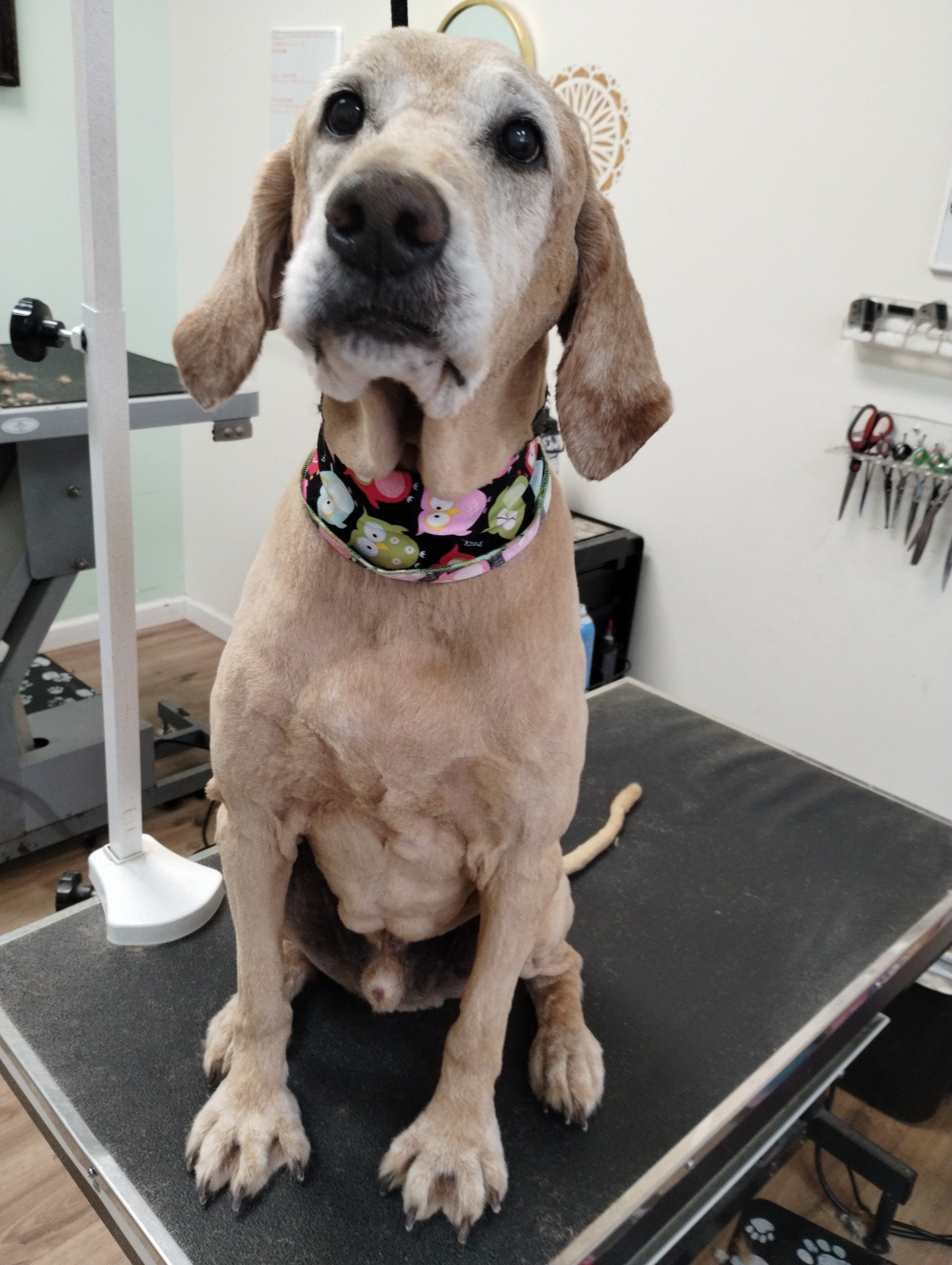 A senior tan dog sitting calmly on a professional grooming table wearing a colorful owl-patterned bandana at The Doggy Den.