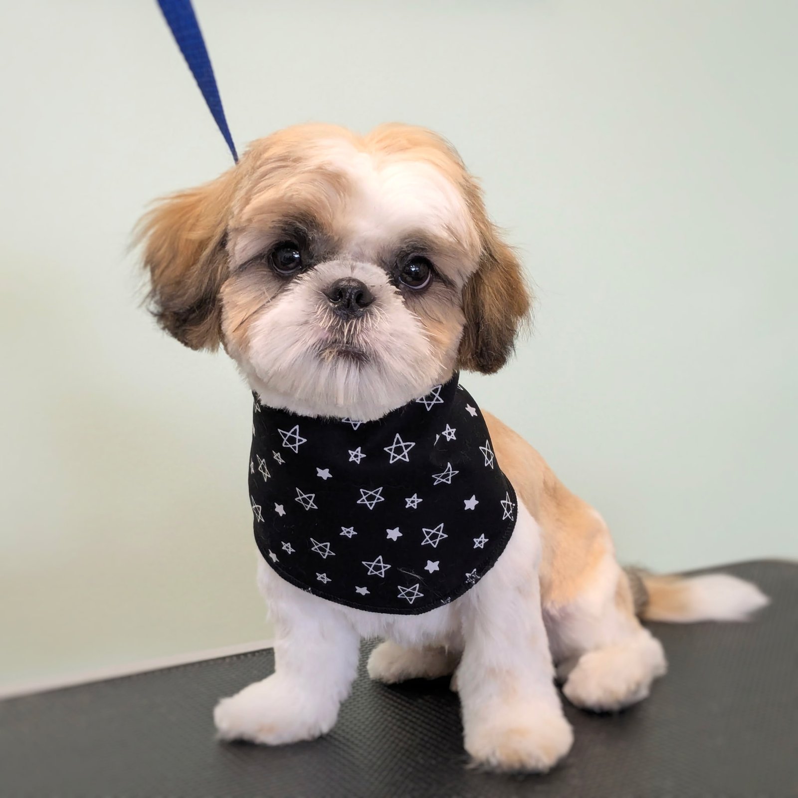 A freshly groomed Shih Tzu sitting patiently while wearing a black bandana with white stars.