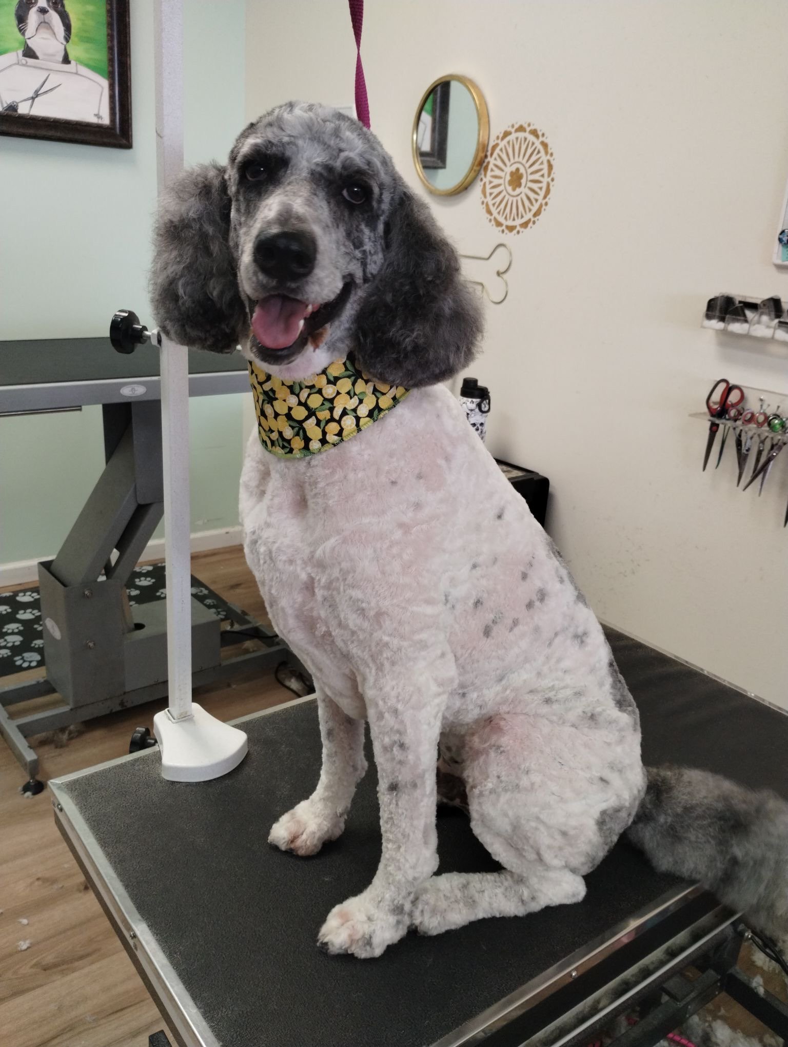 A grey and white spotted Standard Poodle sitting on a grooming table wearing a yellow lemon-print bandana.