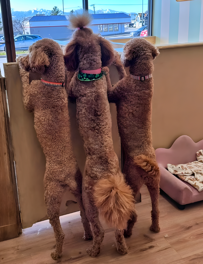 the-doggy-den-sandy-utah - the doggy den