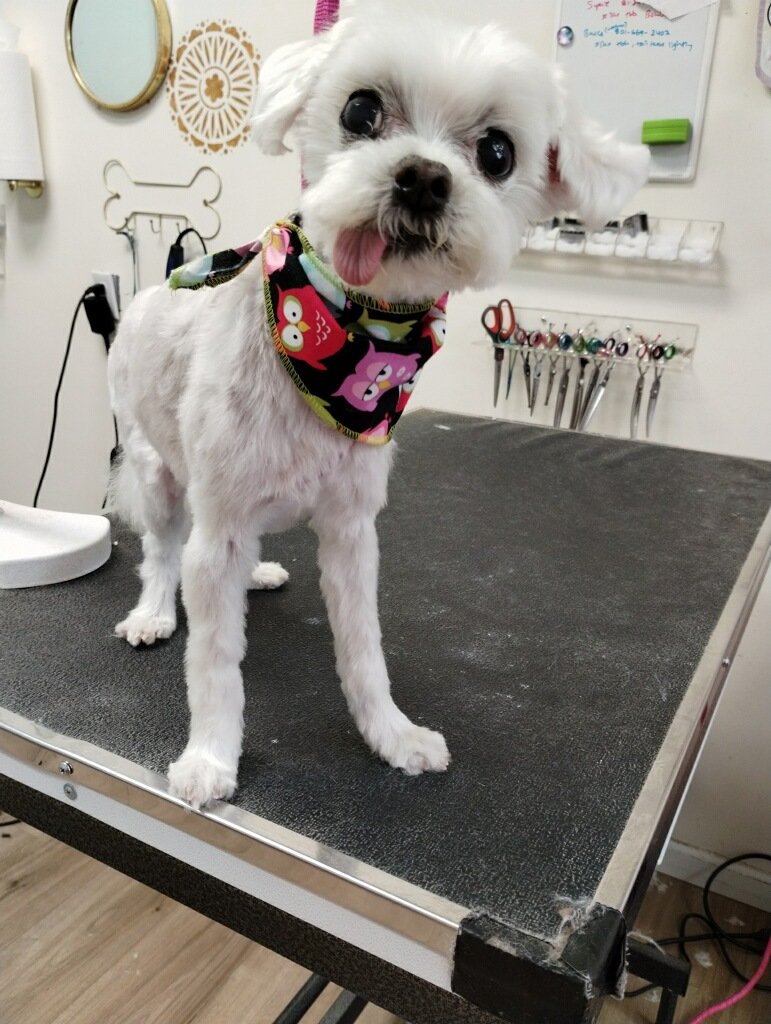 A small white Maltese dog standing on a grooming table wearing a colorful owl-patterned bandana.