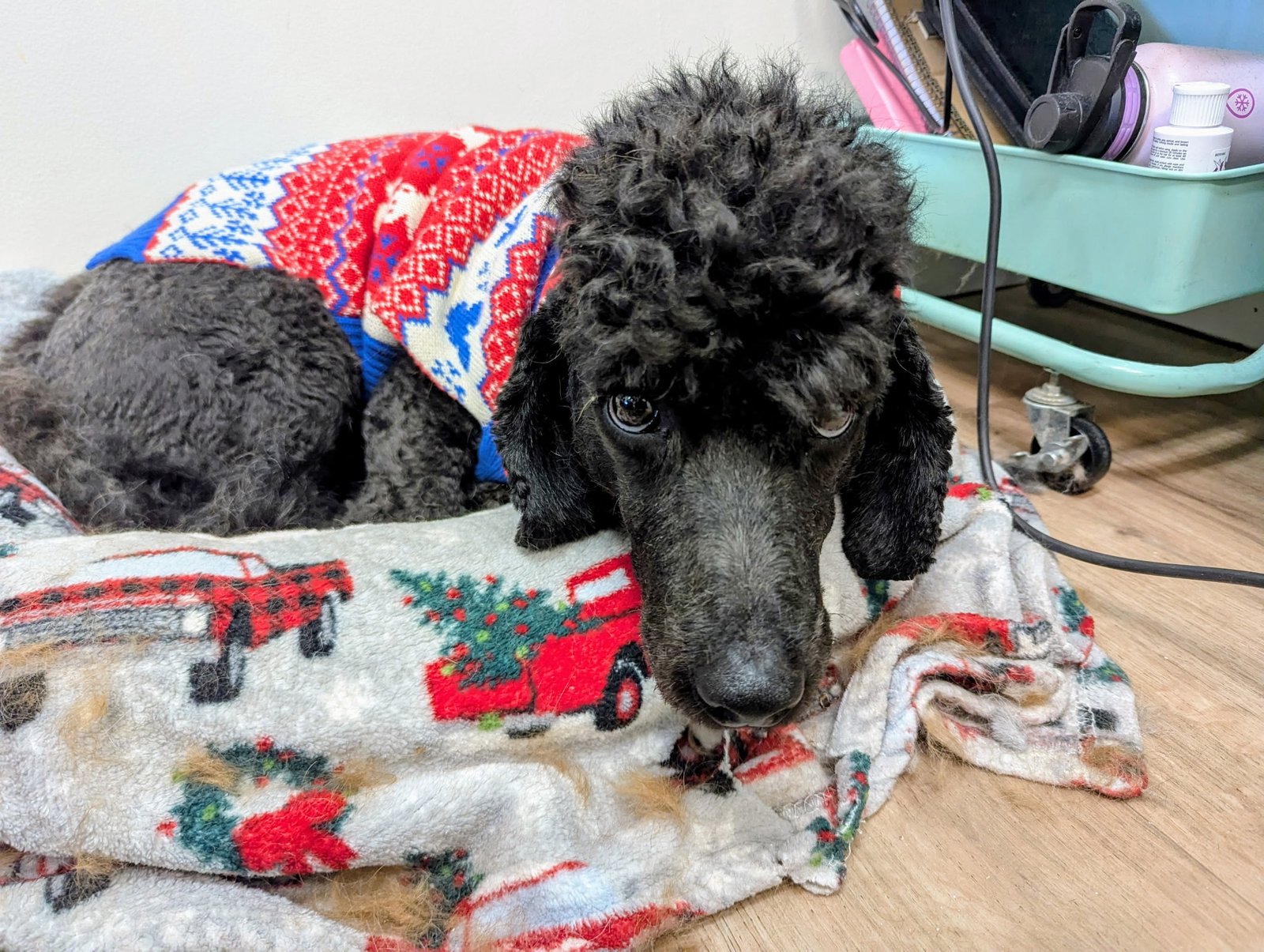A black poodle wearing a red and white holiday sweater resting on a festive blanket at The Doggy Den in Sandy, Utah.