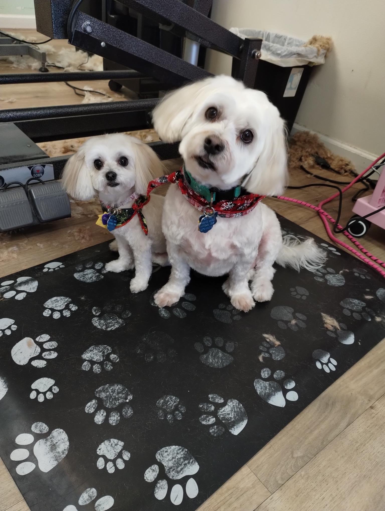 Two Maltese dogs after grooming appointment at The Doggy Den in Sandy Utah