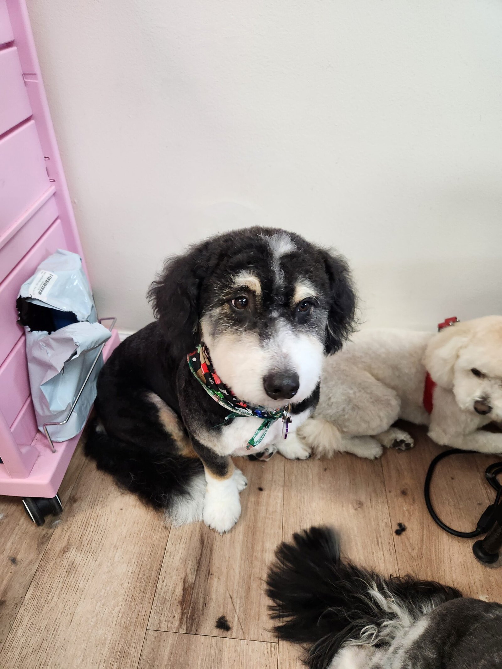 Bernedoodle after professional grooming at The Doggy Den dog salon in Sandy Utah