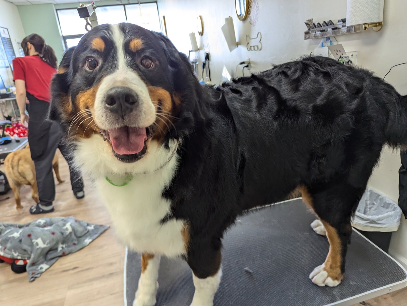 Bernese Mountain Dog after full grooming service at The Doggy Den in Sandy Utah