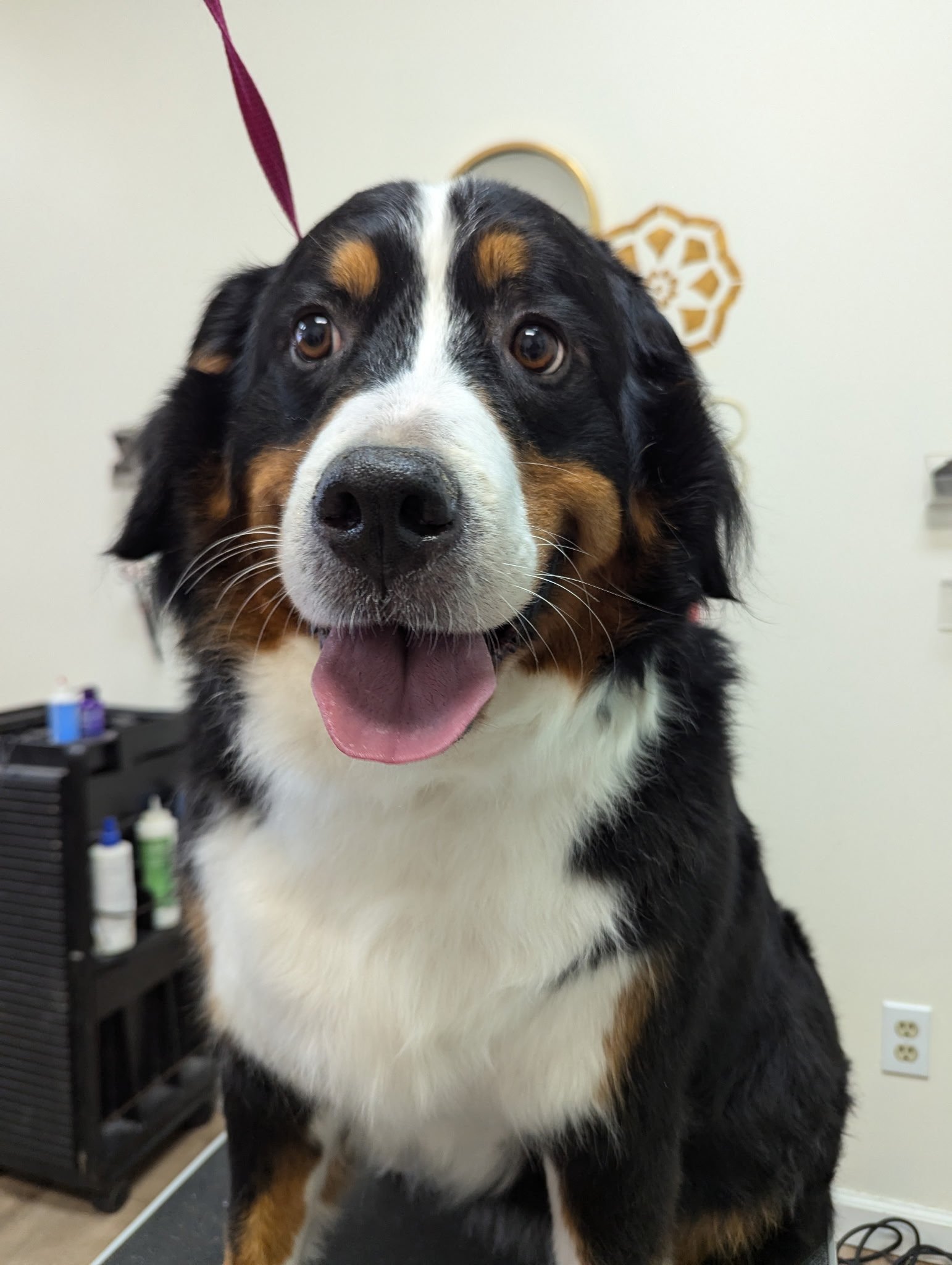 Bernese Mountain Dog on grooming table at The Doggy Den in Sandy Utah