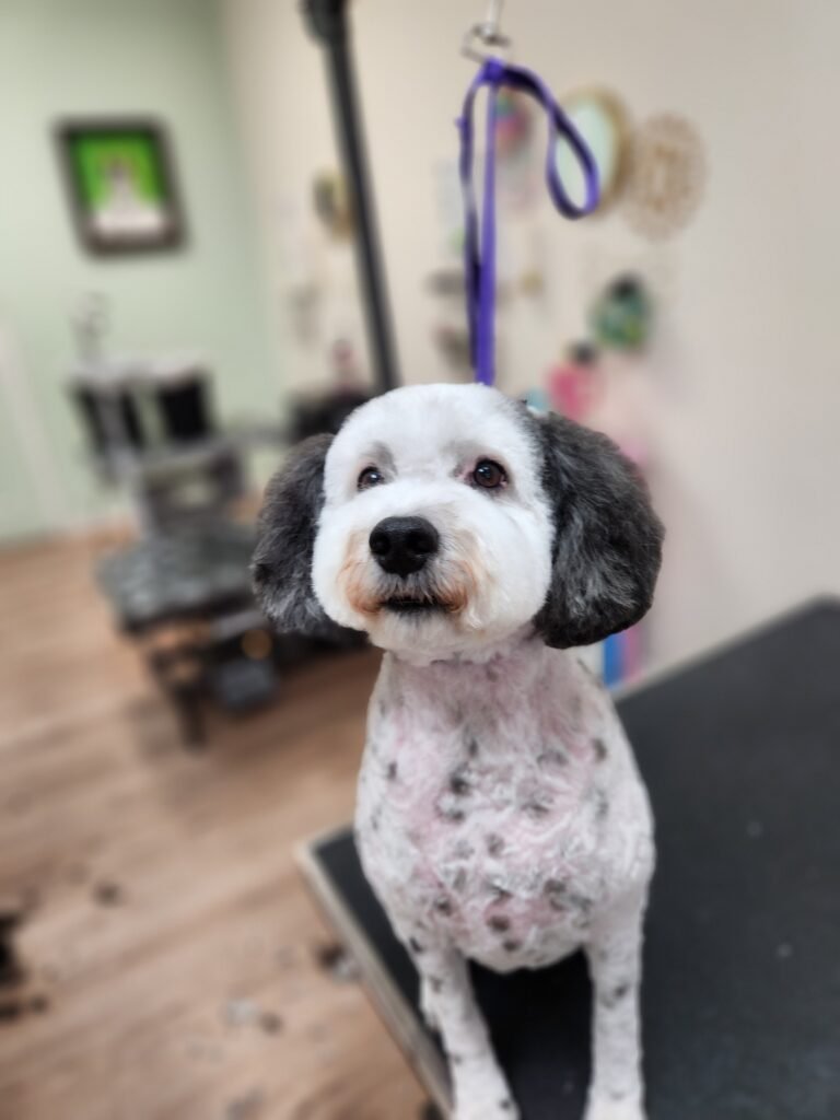 Black and white doodle with fresh haircut at The Doggy Den dog grooming salon in Sandy Utah