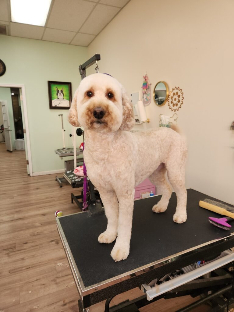 Large goldendoodle after full grooming service at The Doggy Den in Sandy Utah