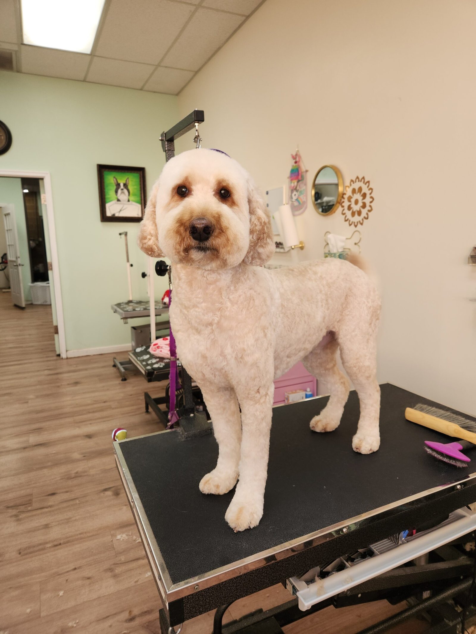 Large goldendoodle after full grooming service at The Doggy Den in Sandy Utah