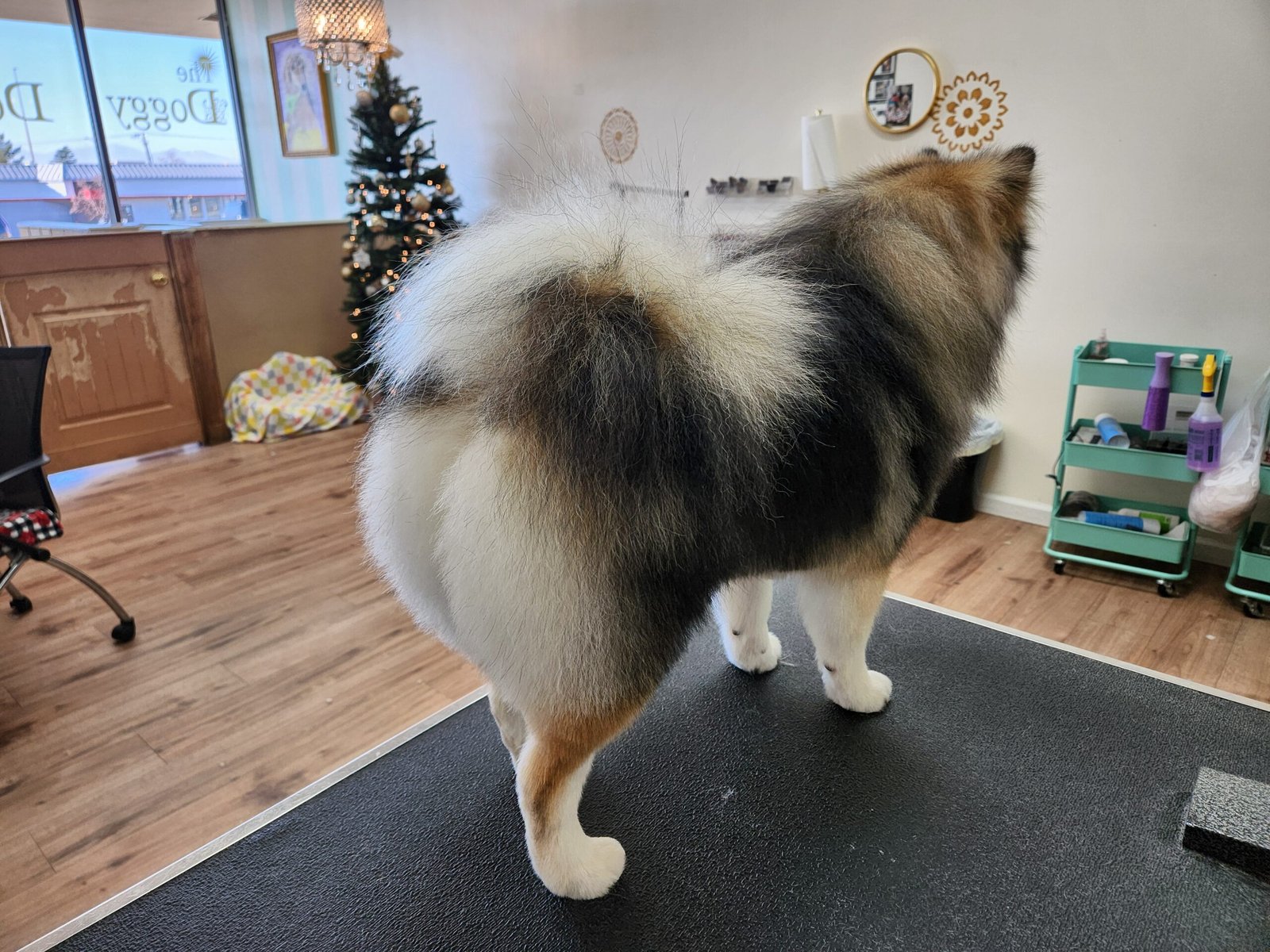 Pomeranian with professionally groomed coat and fluffy tail at The Doggy Den boarding and grooming facility in Sandy Utah