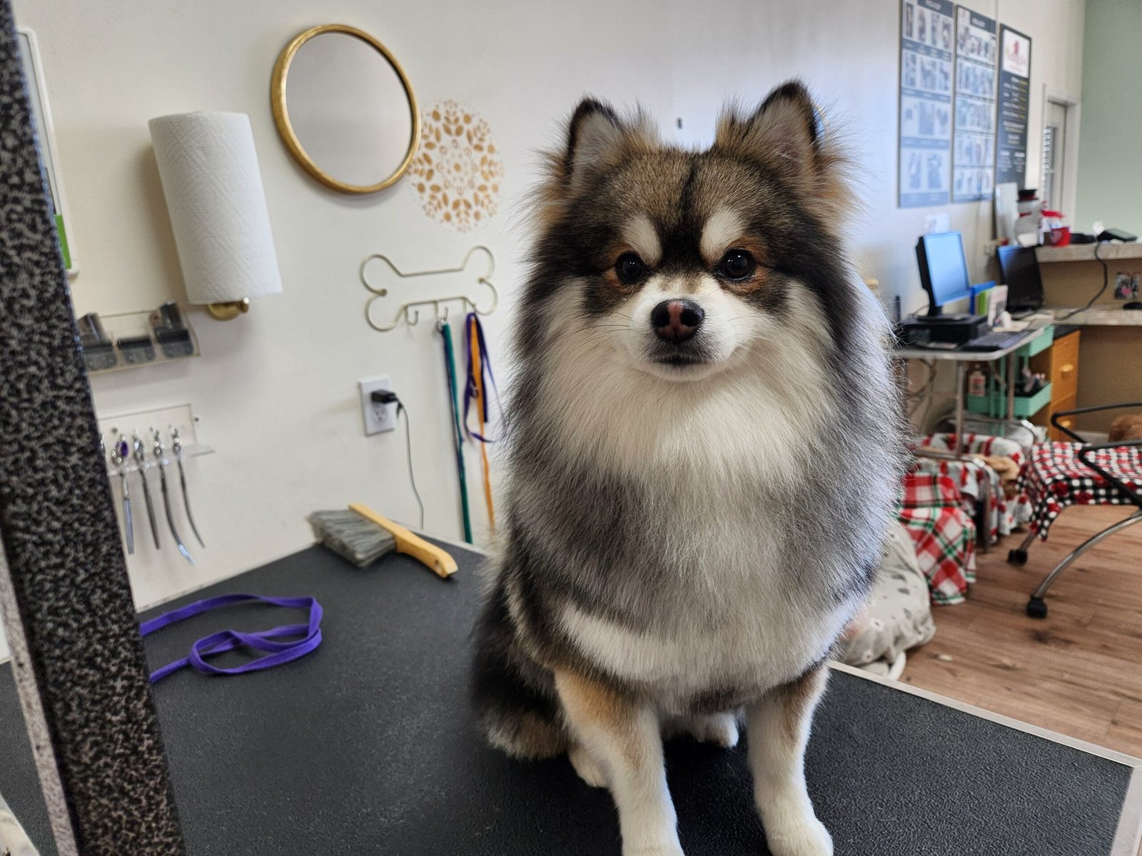 Fluffy Pomeranian after professional full grooming service at The Doggy Den dog salon in Sandy Utah
