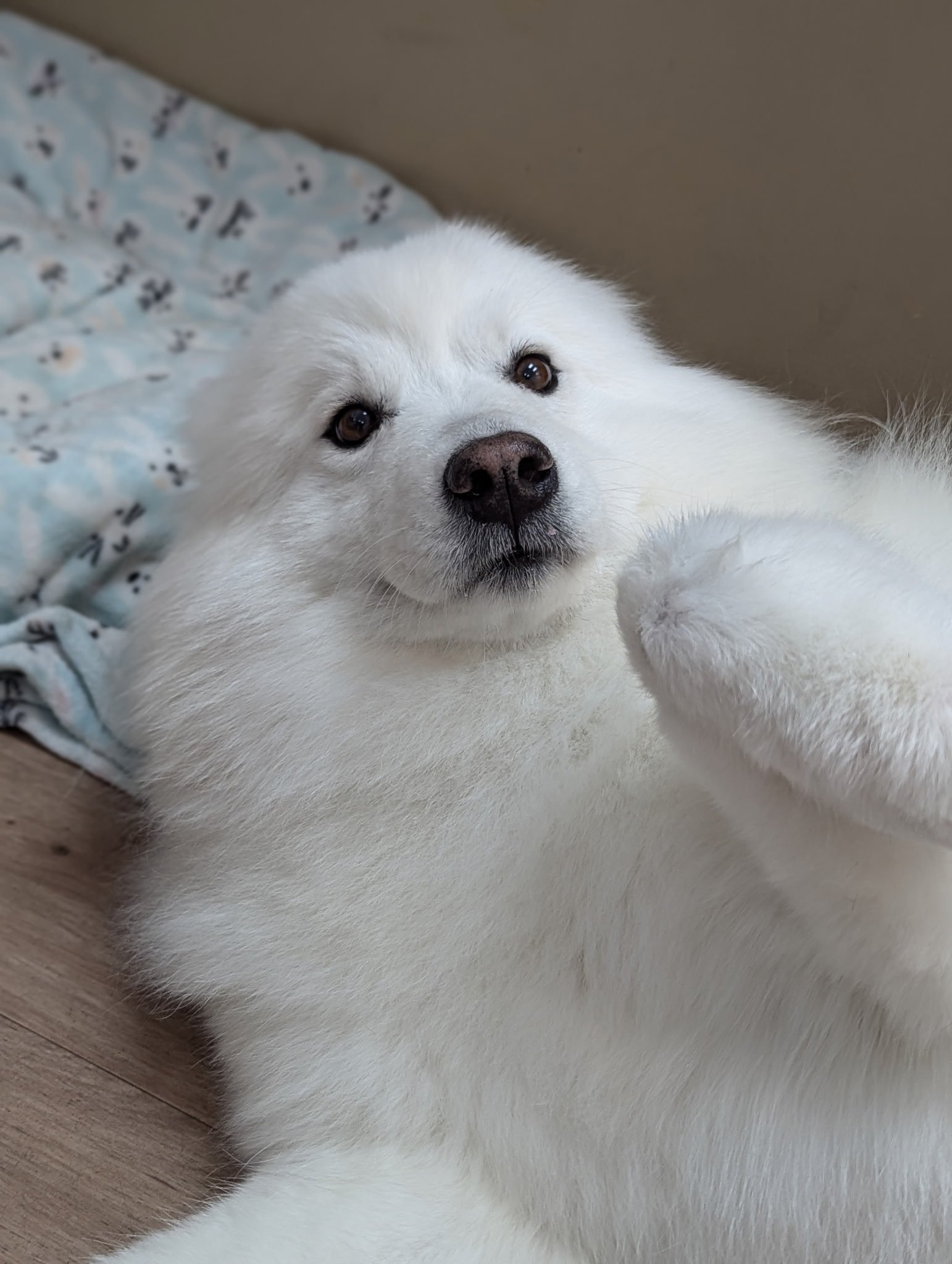 White Samoyed resting comfortably at The Doggy Den dog boarding facility in Sandy Utah