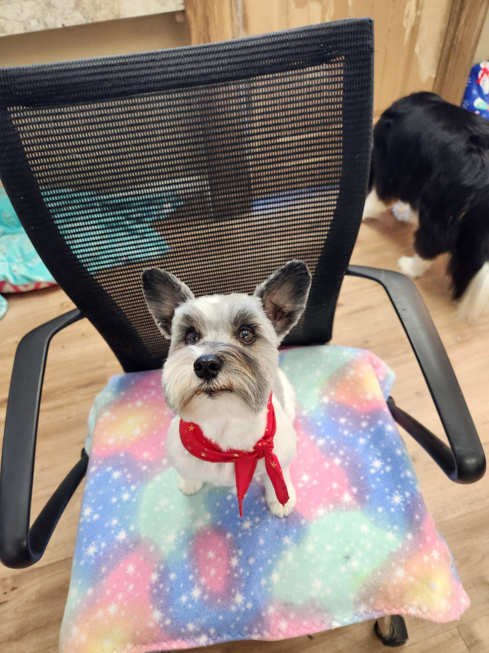 Small schnauzer mix wearing red bandana after grooming at The Doggy Den in Sandy Utah